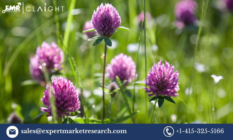 Red Clover Market: Trends, Growth, and Forecast (2025-2034)